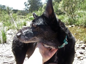 Dear old dog Sonji at Wombat 5 Nov 2011
